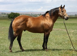 JP Little Elmer Chex buckskin stallion