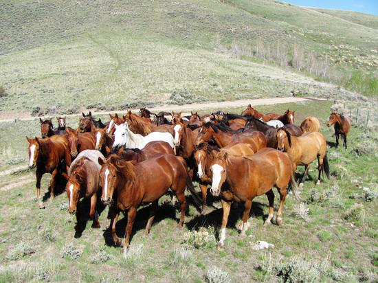 Prunty Ranch Horses and Lisle Quarter Horses