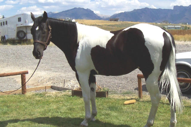 Prunty Ranch horses