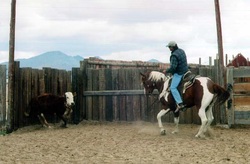 Prunty Ranch horses