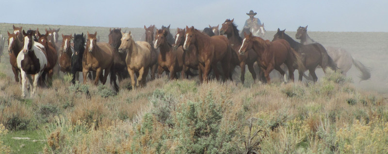Prunty Ranch Horses