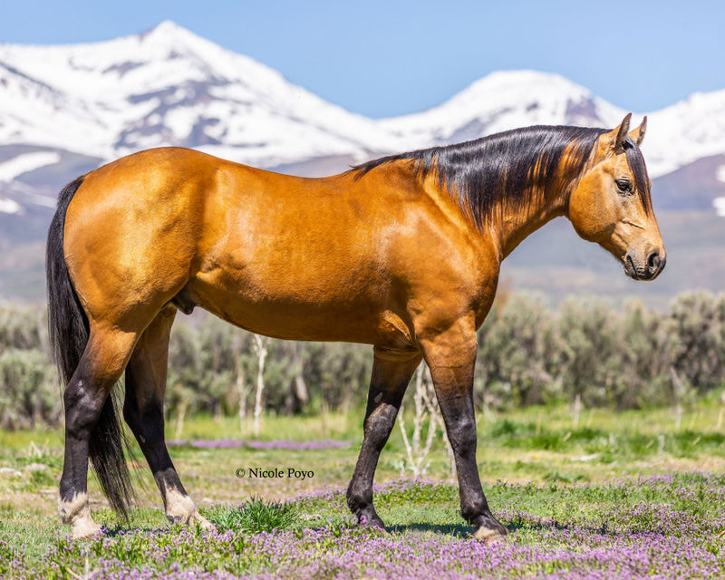 French Flit Jae 5628785 2014 buckskin stallion  